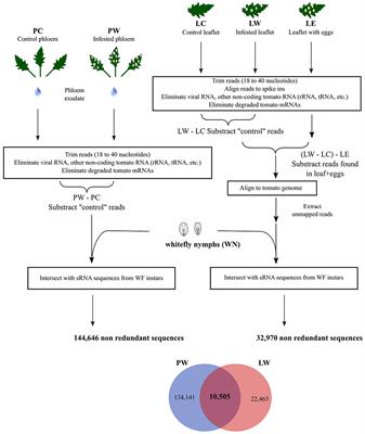 Small RNAs from Bemisia tabaci Are Transferred to Solanum lycopersicum Phloem during Feeding